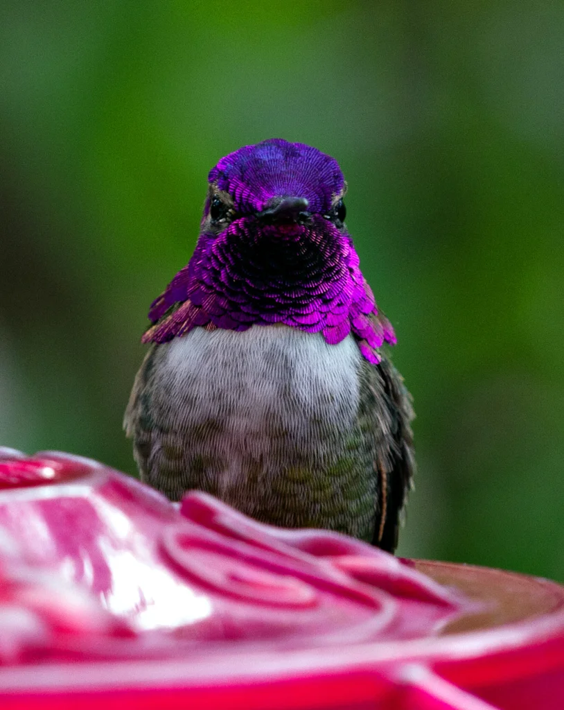 AD-2025BD-hummer.webp