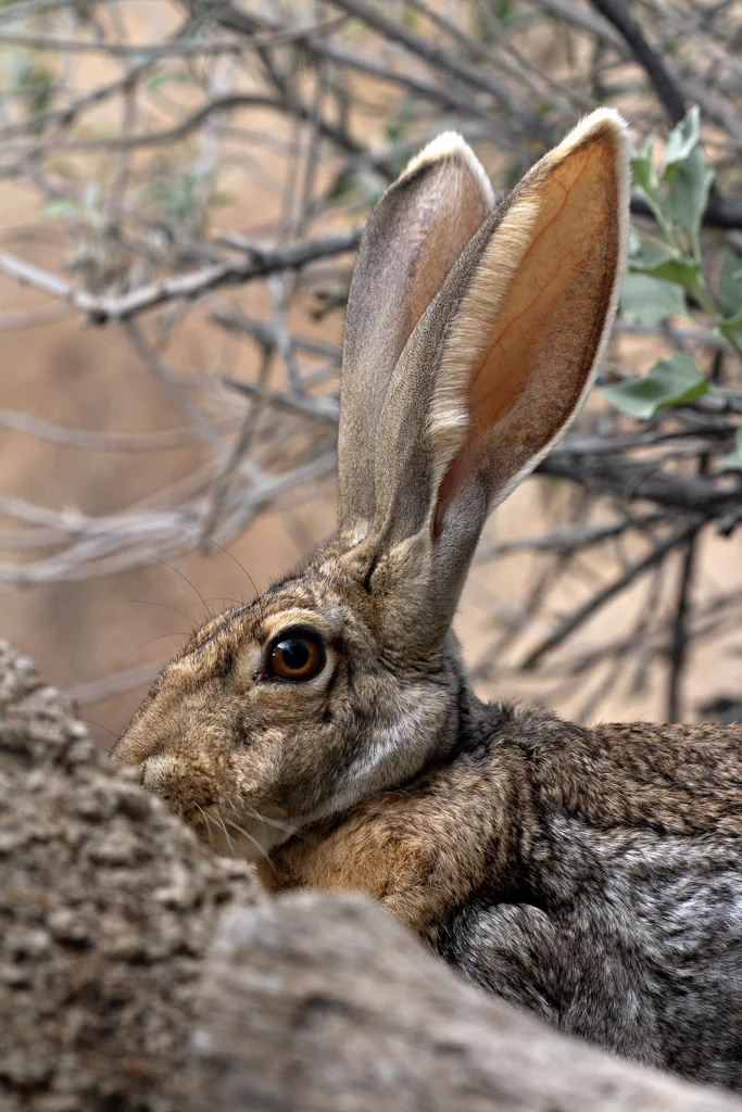 AD-2025BD-jackrabbit.webp