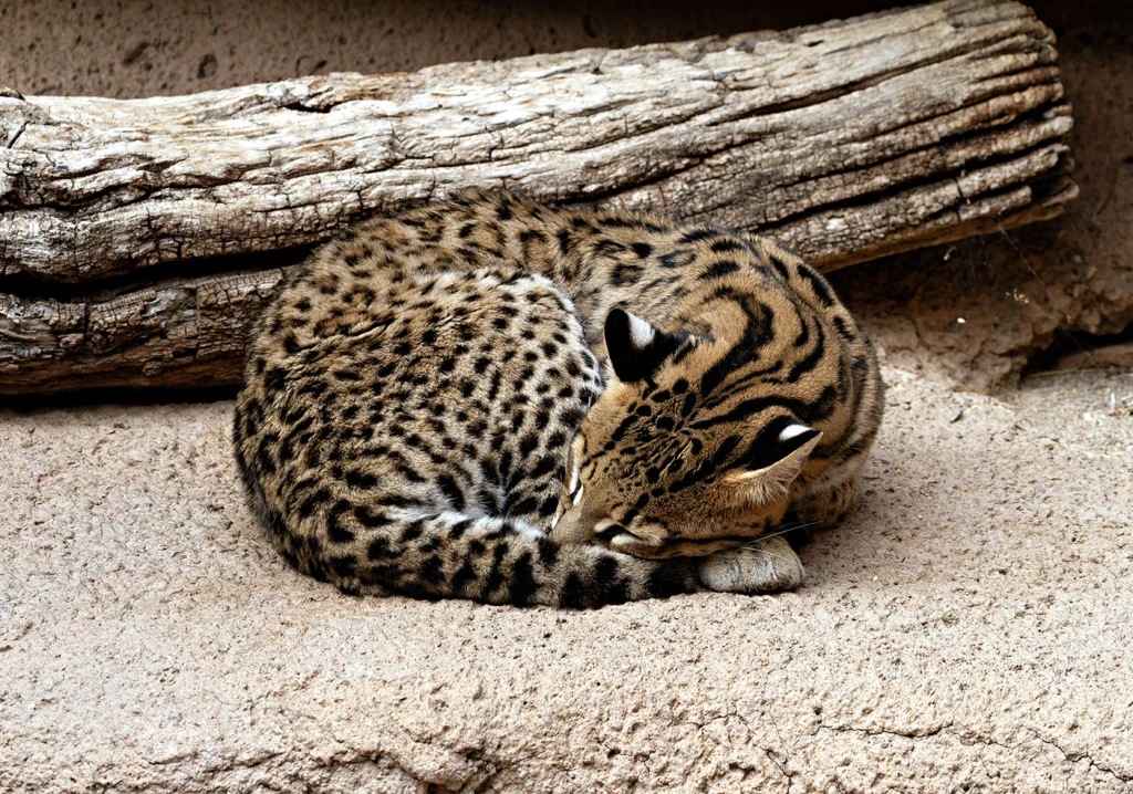 AD-2025BD-ocelot-90secondslater.webp