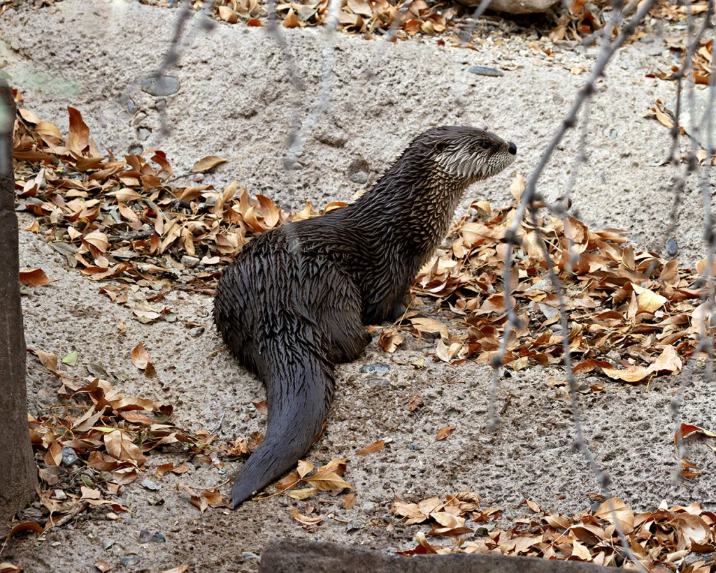 AD-2025BD-otter.webp