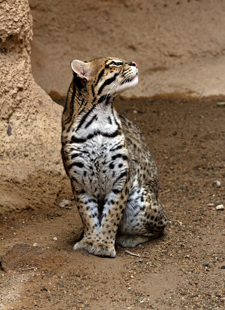 AD-2205BD-ocelot-statuesque.webp