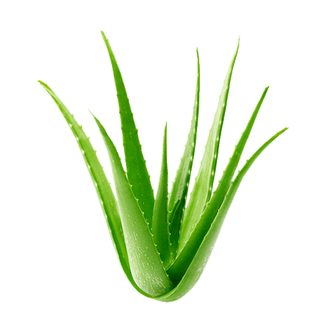 aloe-alo.gif