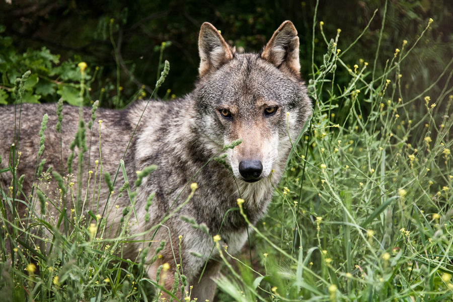 arcturos_wolf_lyk_053.jpg