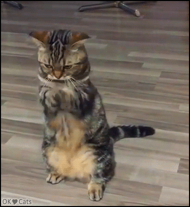 asdf.gif