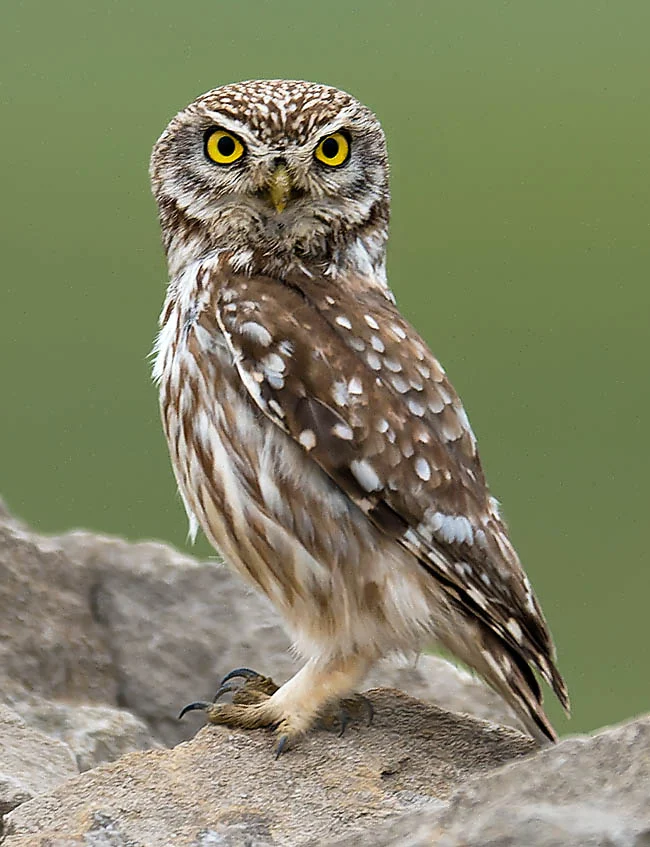 AtheneNoctua.webp