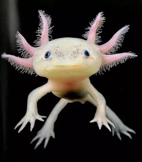 Axolotl2.webp