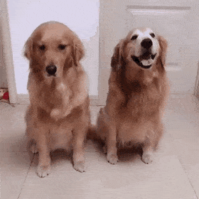 B4F488C5-DCAA-4E4C-B538-732188EA2B85.gif