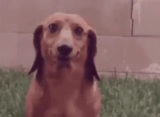 bc5cde1.gif