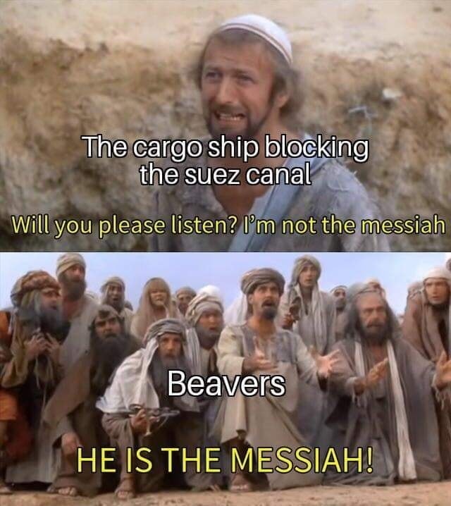 beaver.jpg