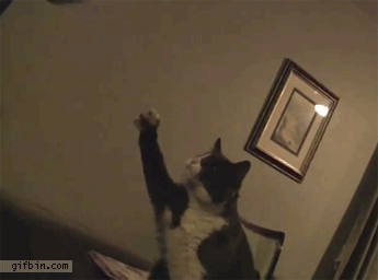 Bump-cat-fist-bump.gif