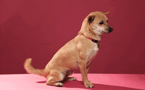 Bump-Chihuahua.gif