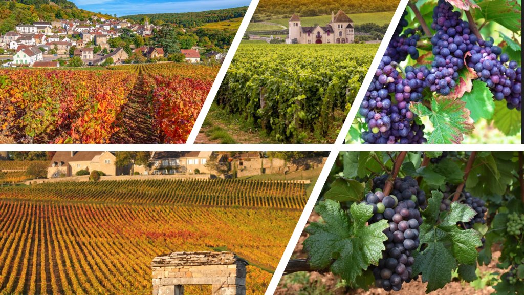 Burgundy Vineyard.jpg