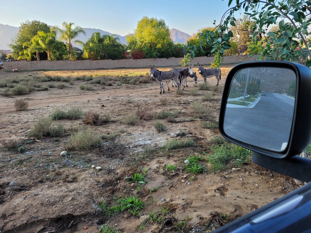 burros.jpg