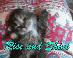 C56733EF-C93A-4401-92CF-3839FF6F946F.gif