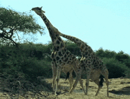 C61C2FFD-C4E2-487D-A678-78AA161A15D1.gif