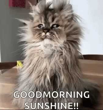 C8042EBB-4A7A-49A8-B012-1E325EF4C2E6.gif