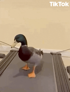 C852AAA6-31A0-4EEF-975F-5B0E0E23E7C3.gif