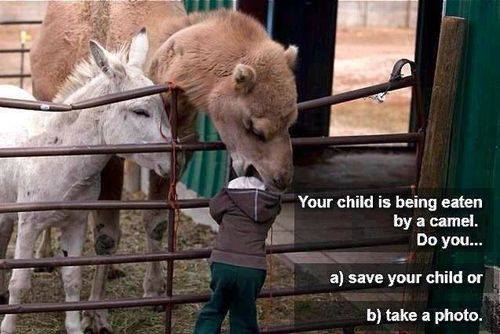 camel.jpg
