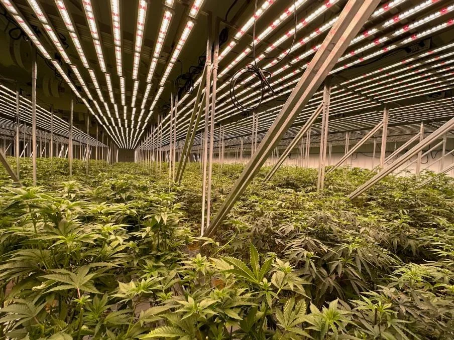 cannabis op.webp