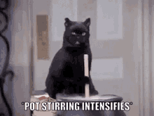 cat.gif