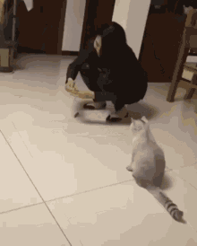 cat-hop-chase-mouse.gif