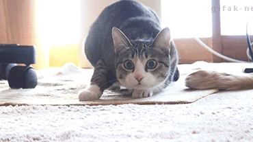 Cat-Wiggle-Shaq.gif