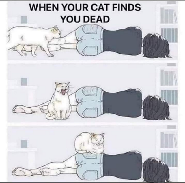 catdead.png