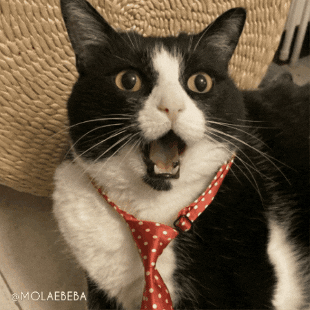 catsurpise.gif