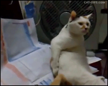 CBB77425-2F74-4EEE-BF10-E1557E174C3E.gif