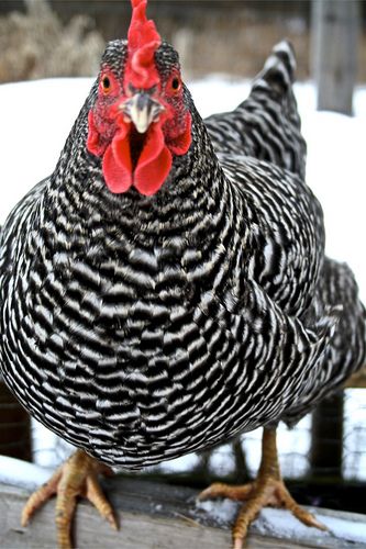 chicken_live.jpg