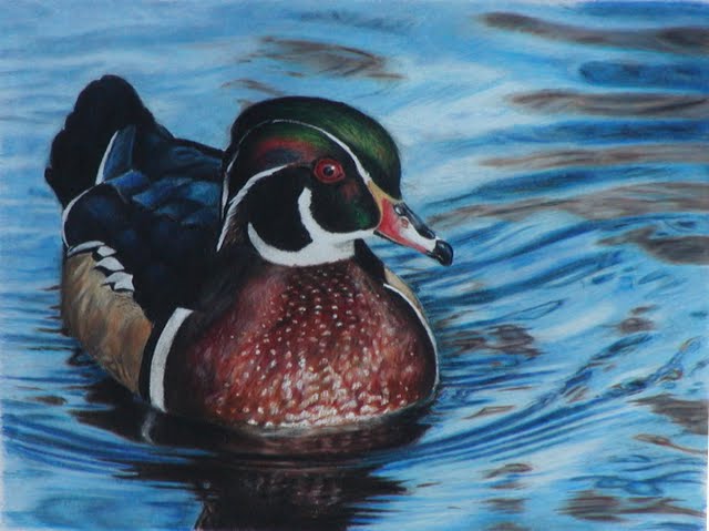 colored pencil drawing wood duck.jpg