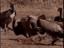 coyote-vulture.gif