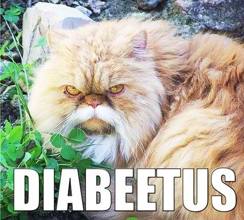diabeetus-cat.jpg