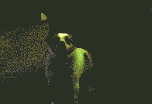 dog-da-fuq-005-10212013.gif