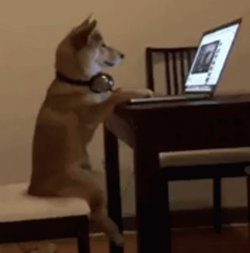 dog-doggo (1).gif