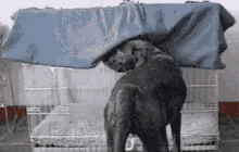 dog-hide.gif
