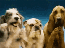 dog-smile.gif