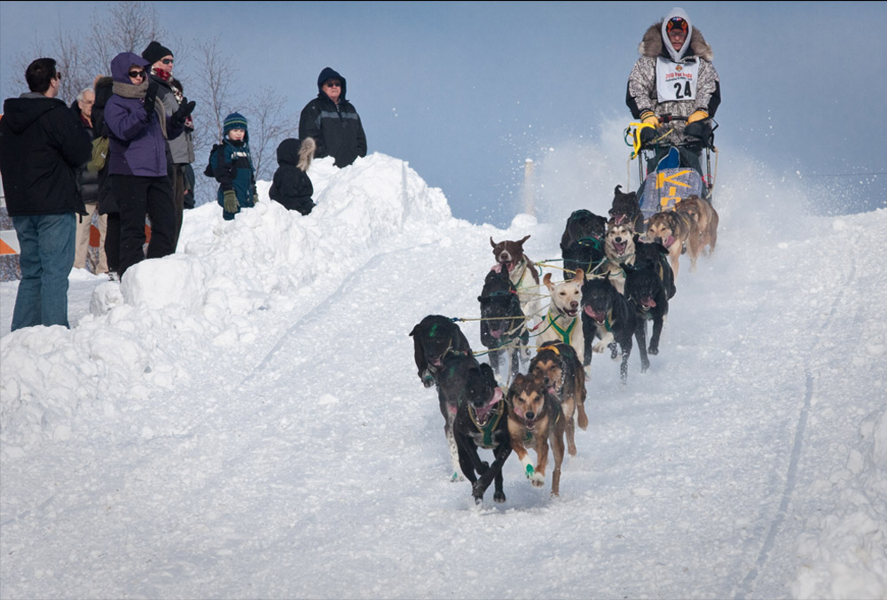 Dog_Races_1[1].jpg