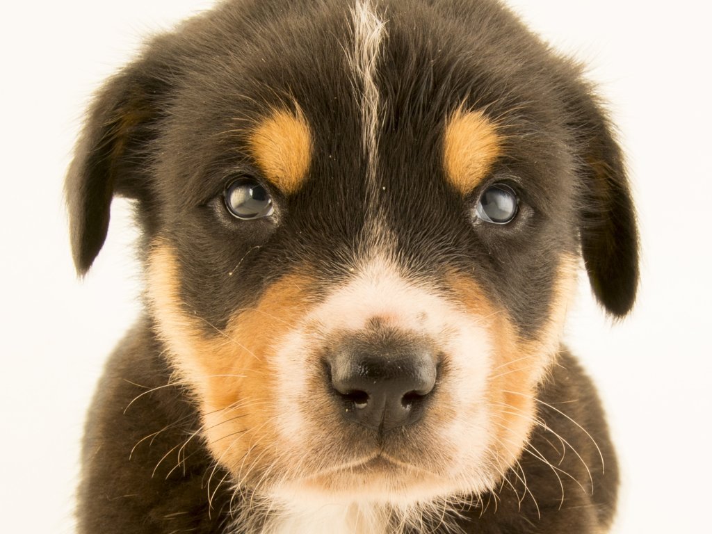 domestic-dog_thumb_4x3.jpg