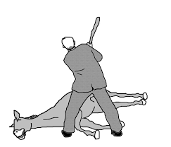 download (1).png