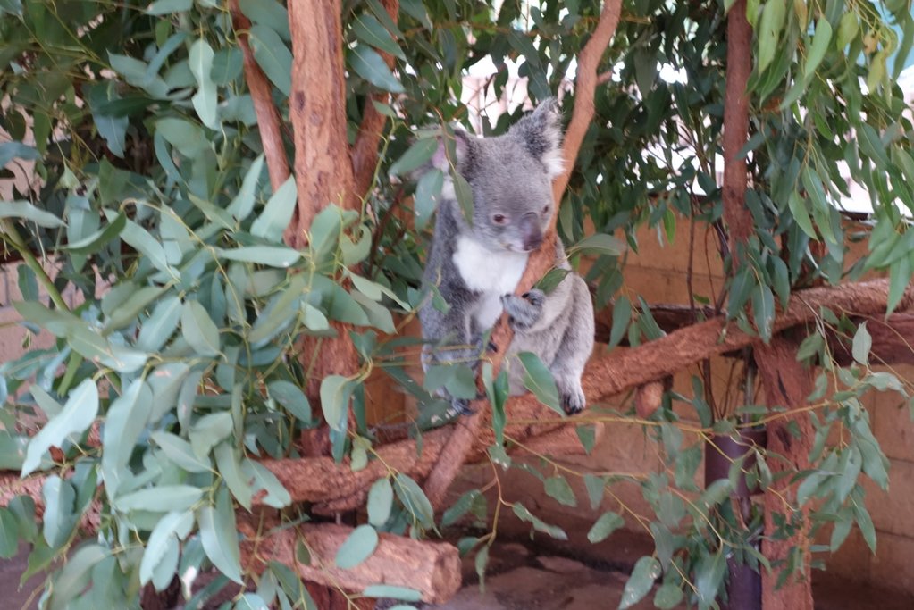 dropbear.jpg
