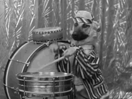drumroll dog.gif