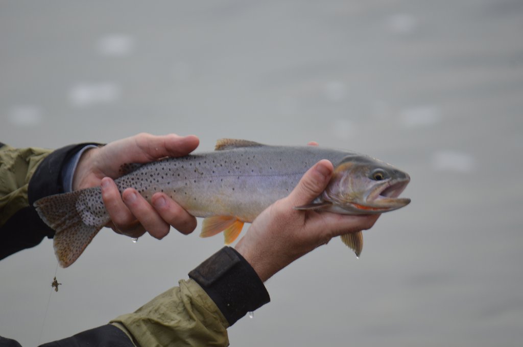 DSC_0906.JPG