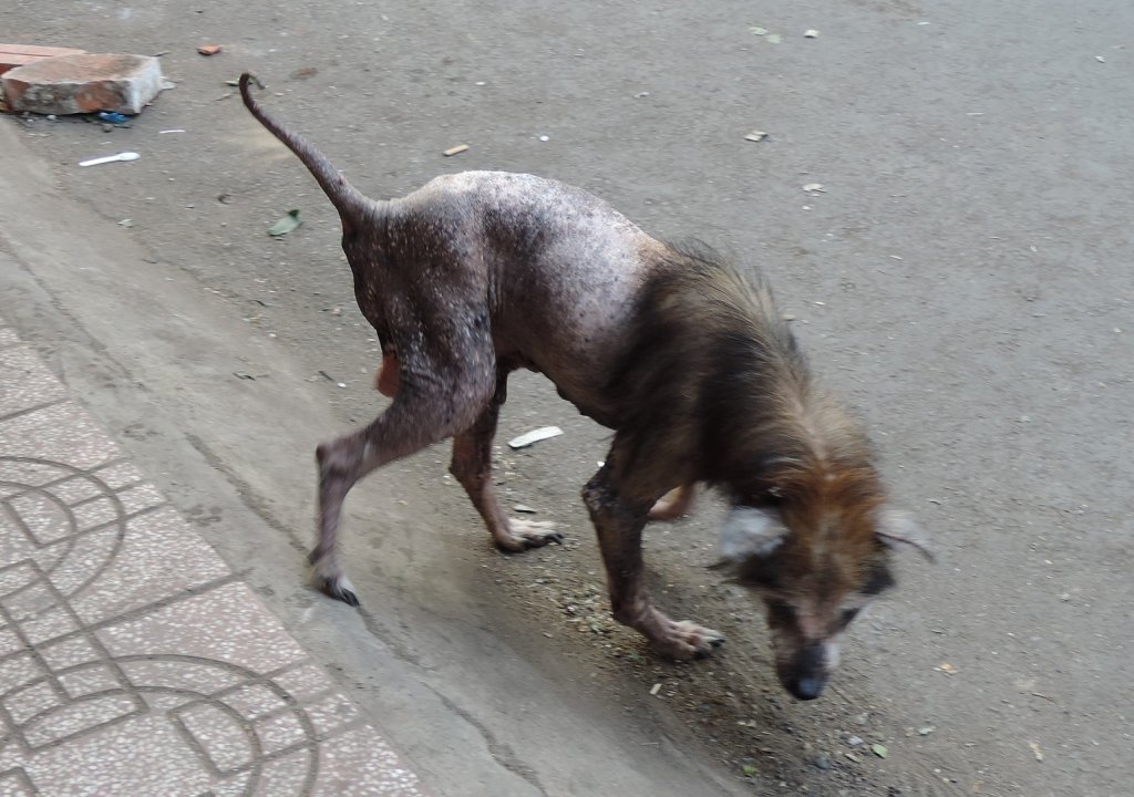 DSCN9009a.jpg