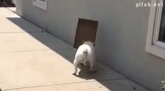E70D7806-F447-4473-829A-DAB3914D09AA.gif