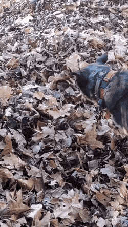 E889D19B-CA38-4D2A-BD5D-E2187864F646.gif