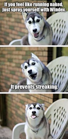f95a0194506584df3b47848e5be19b41--husky-pups-huskies-puppies.jpg