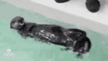 fist-bump-otter.gif