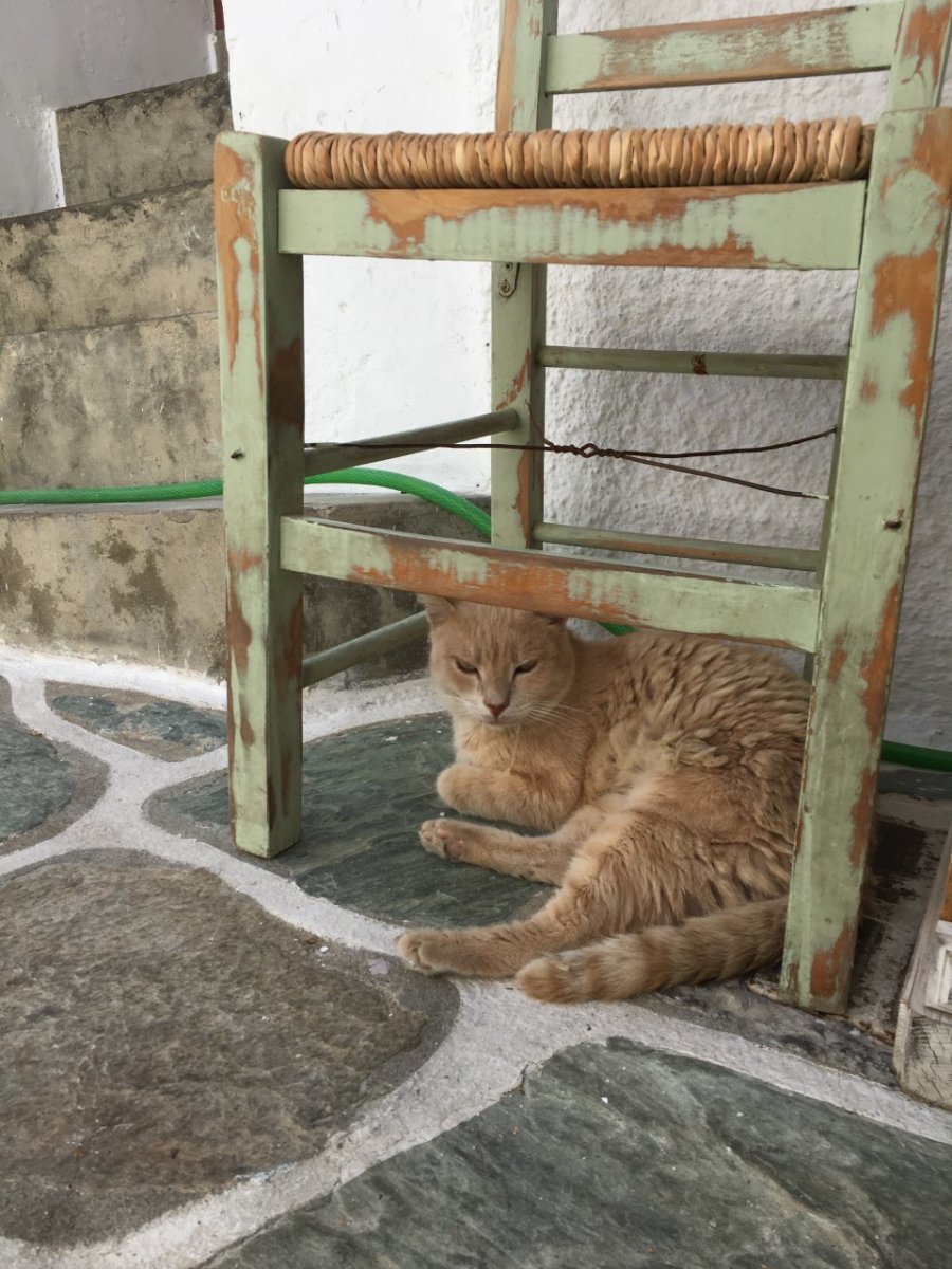 Folegandros cat.jpg