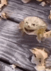 frog-meme.gif